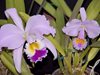 Cattleya gaskelliana 'coerulea' Dragon x Alexis vs. Cattleya trianae concolor Tsubota x Zullo